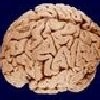 chatbot, chatterbot, conversational agent, virtual agent Das Brain chatbot, chatterbot, conversational agent, virtual agent Das Brain